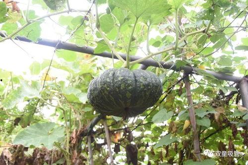 在单位吃瓜之,揭秘职场八卦背后的真相