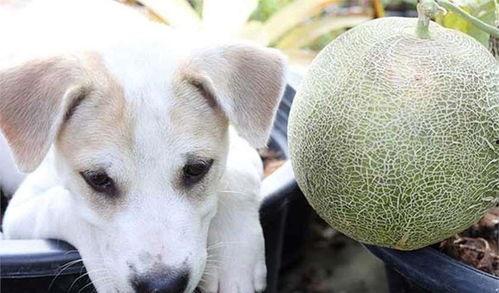 狗狗可吃哈密瓜,揭秘哈密瓜的甜蜜诱惑