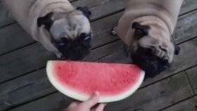 狗狗可吃哈密瓜,揭秘哈密瓜的甜蜜诱惑