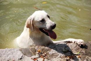 狗狗可吃哈密瓜,揭秘哈密瓜的甜蜜诱惑