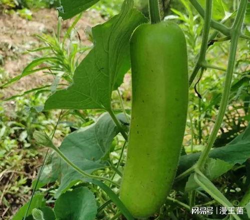 夜晚开车吃瓜,瓜香伴车行