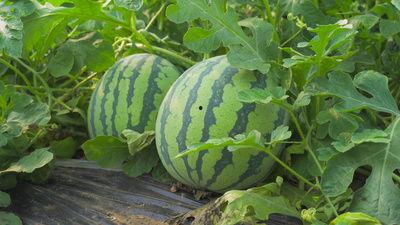 广州涉外吃瓜视频,一窥城市文化冲突与网络舆论场