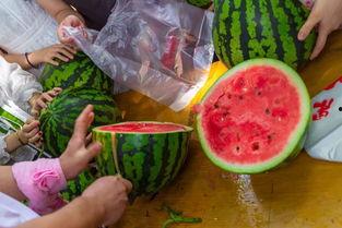 生动的吃瓜视频,一场吃瓜视频的视觉盛宴