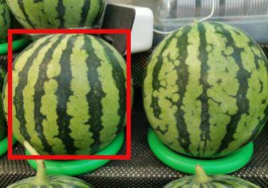 不甜吃瓜,品味清新生活新风尚