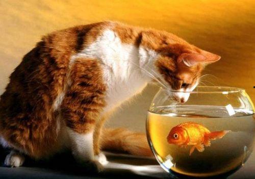 猫吃梨瓜榨汁,梨瓜榨汁的奇妙食旅