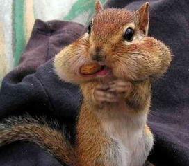 小松鼠吃瓜降温,夏日清凉新风尚