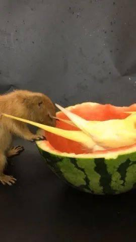 小松鼠吃瓜降温,夏日清凉新风尚