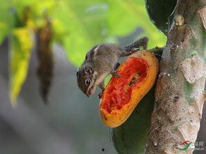 小松鼠吃瓜降温,夏日清凉新风尚