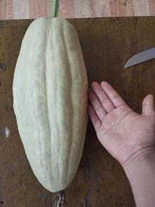 小瓜叶子吃,绿色食趣，健康生活新选择