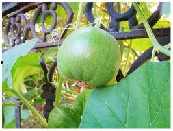小瓜叶子吃,绿色食趣，健康生活新选择