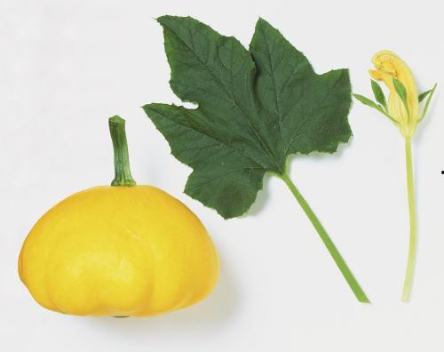 小瓜叶子吃,绿色食趣，健康生活新选择