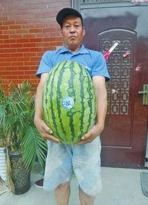 陈某卉吃瓜网站,吃瓜网站背后的故事与影响