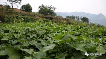 半佛系吃瓜,揭秘网络舆论场的趣味与真相