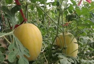 台媒吃瓜,娱乐圈最新“瓜田”事件