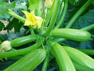 巴中宁子吃瓜,揭秘网络红人的日常生活