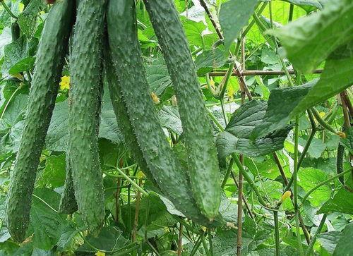 吃瓜叫法,揭秘“吃瓜群众”背后的网络文化现象