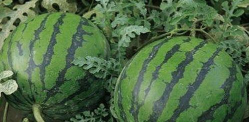 老了可以吃的瓜,适合老年人食用的健康瓜果推荐