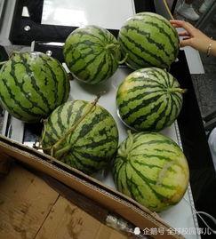 湛江财贸学校吃瓜