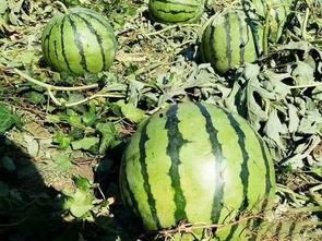 湛江财贸学校吃瓜