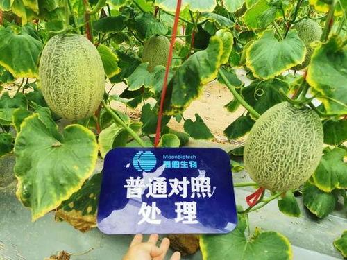 photic吃瓜后续,揭秘娱乐圈风云再起