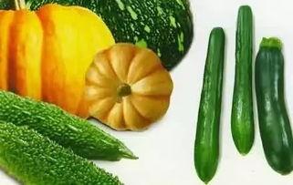 蕊瓜怎么吃,探索美味与营养的完美结合