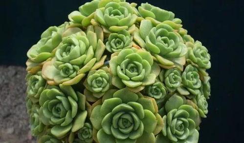 多肉茉莉吃瓜,多肉茉莉的瓜界奇遇记