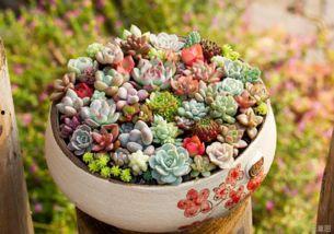 多肉茉莉吃瓜,多肉茉莉的瓜界奇遇记