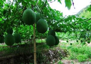 吊瓜怎么吃啊,吊瓜美味食法大揭秘