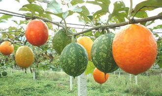 吊瓜怎么吃啊,吊瓜美味食法大揭秘