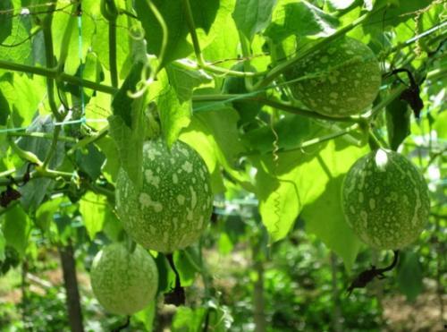 吊瓜怎么吃啊,吊瓜美味食法大揭秘