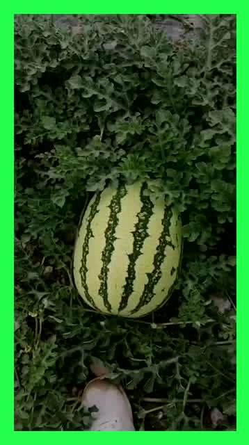 有吃瓜地吗,有吃瓜地吗背后的网络文化现象