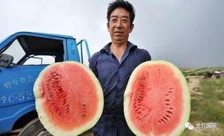 有吃瓜地吗,有吃瓜地吗背后的网络文化现象