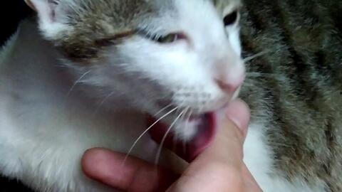 吃瓜猫咪被猫舔,吃瓜猫咪瞬间融化