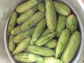 小孩可以吃小角瓜,营养美味的小角瓜食谱