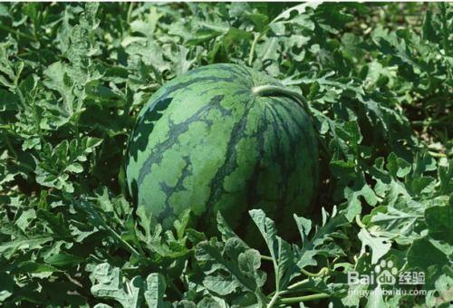 拳头瓜孕妇可以吃嘛,安全与营养两不误