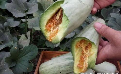 拳头瓜孕妇可以吃嘛,安全与营养两不误