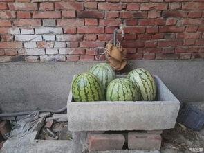 白鹿原吃瓜视频,揭秘剧情背后的惊人真相