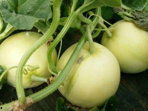 咳嗽吃瓜吗,吃瓜真的能缓解吗？揭秘瓜果在缓解咳嗽中的作用