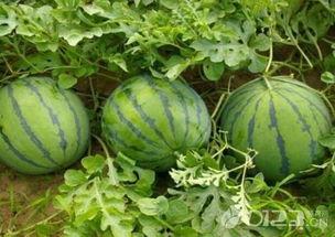 吃瓜会吃到自己的瓜吗