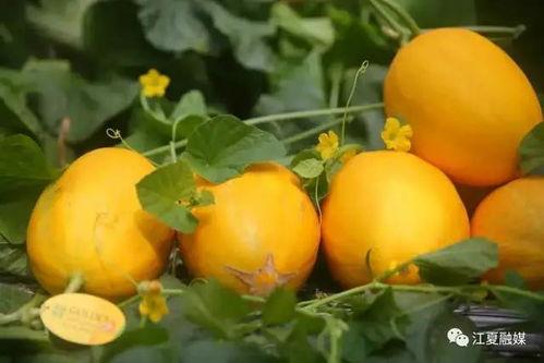 吃瓜群众打卡地,吃瓜群众的热门聚集地大揭秘