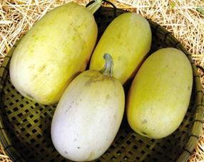 鱼翅瓜外皮如何吃,鱼翅瓜外皮独特食用方法揭秘