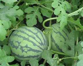 怀孕可以吃小麦瓜,小麦瓜助力健康孕育