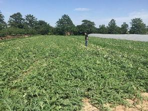 陕交吃瓜,揭秘网络热传的“吃瓜”事件背后的真相