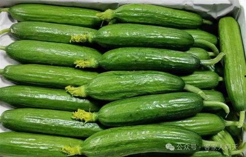 火生瓜什么吃,探寻传统美食的独特魅力