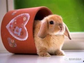 吃瓜的兔砸创作的原声,揭秘娱乐圈幕后真相