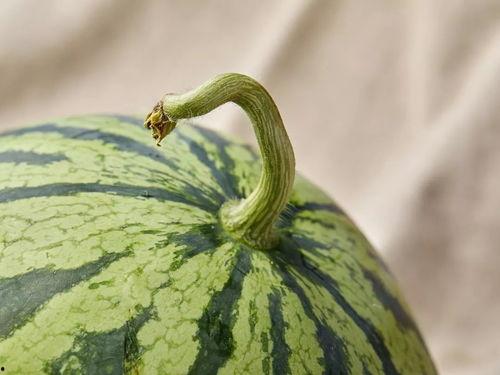 上海人吃瓜,揭秘沪上居民的消暑美食情缘