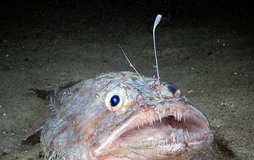 某鱼吃瓜,揭秘网络热点的背后真相