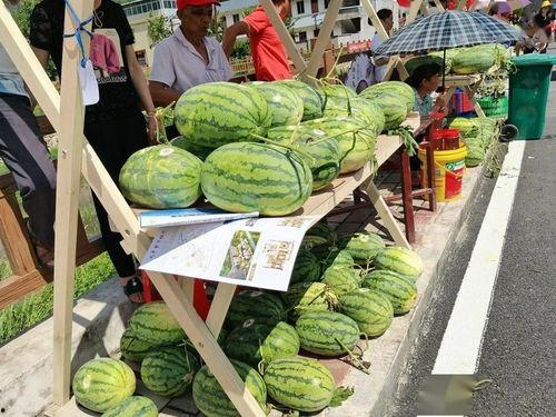 梁山西城吃瓜,夏日炎炎，吃瓜群众欢乐多