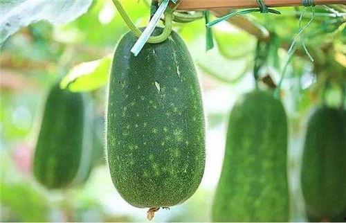 减肥可吃土瓜吗