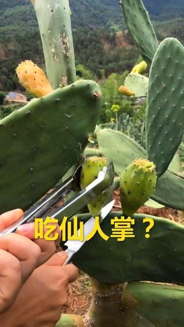 大胆贼子吃瓜,揭秘江湖奇闻轶事